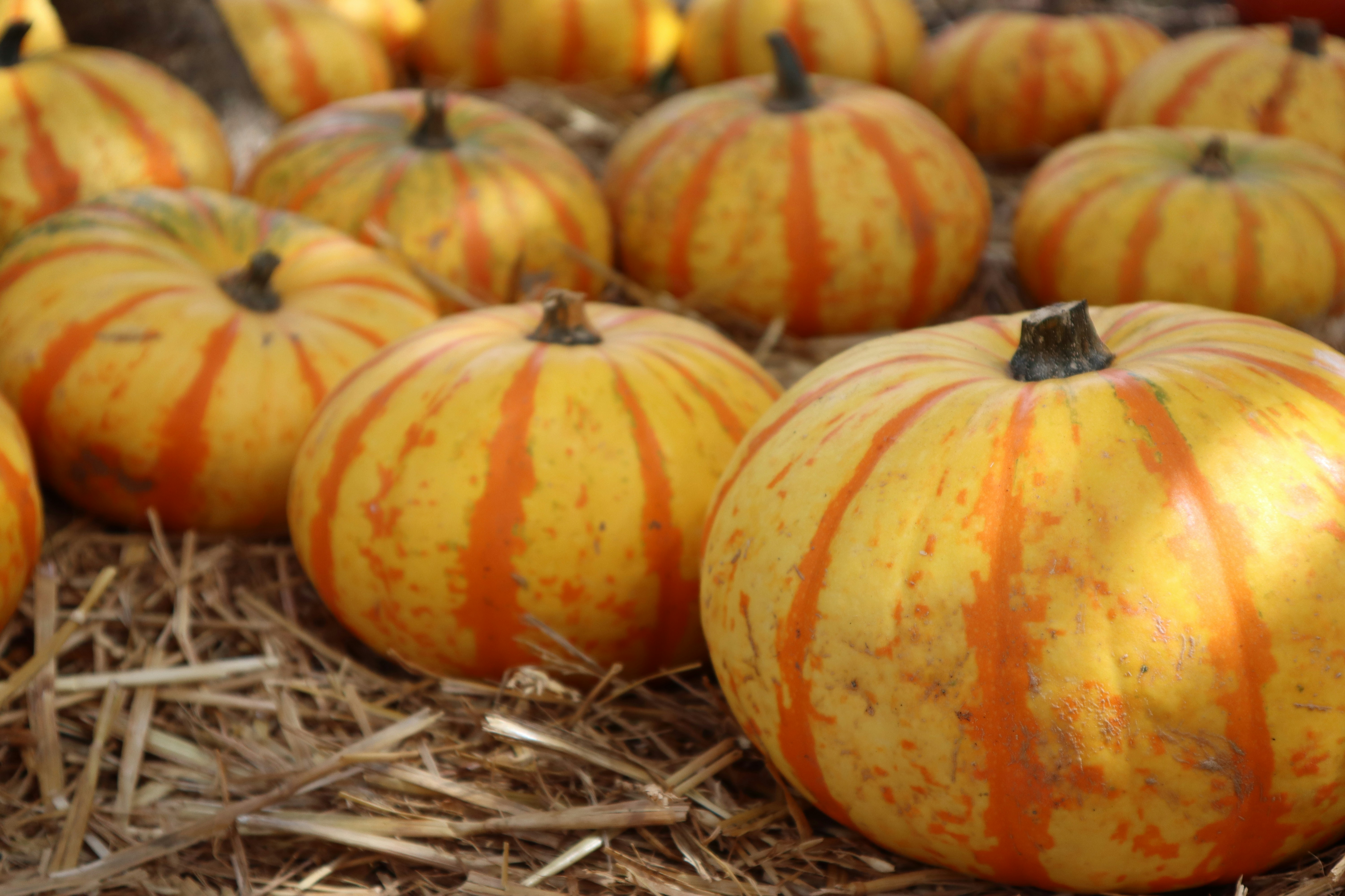 National Pumpkin Day