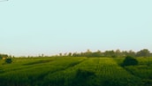 A serene outdoor scene symbolizing growth and positivity.