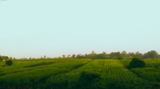 A serene landscape of lush green fields under a clear blue sky, showcasing the beauty of local nature.