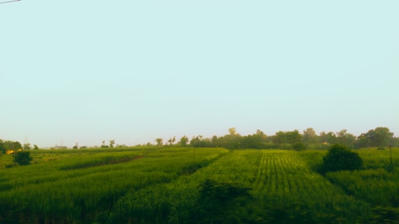 A serene landscape showcasing lush green fields with various plants, symbolizing natural beauty and organic farming.