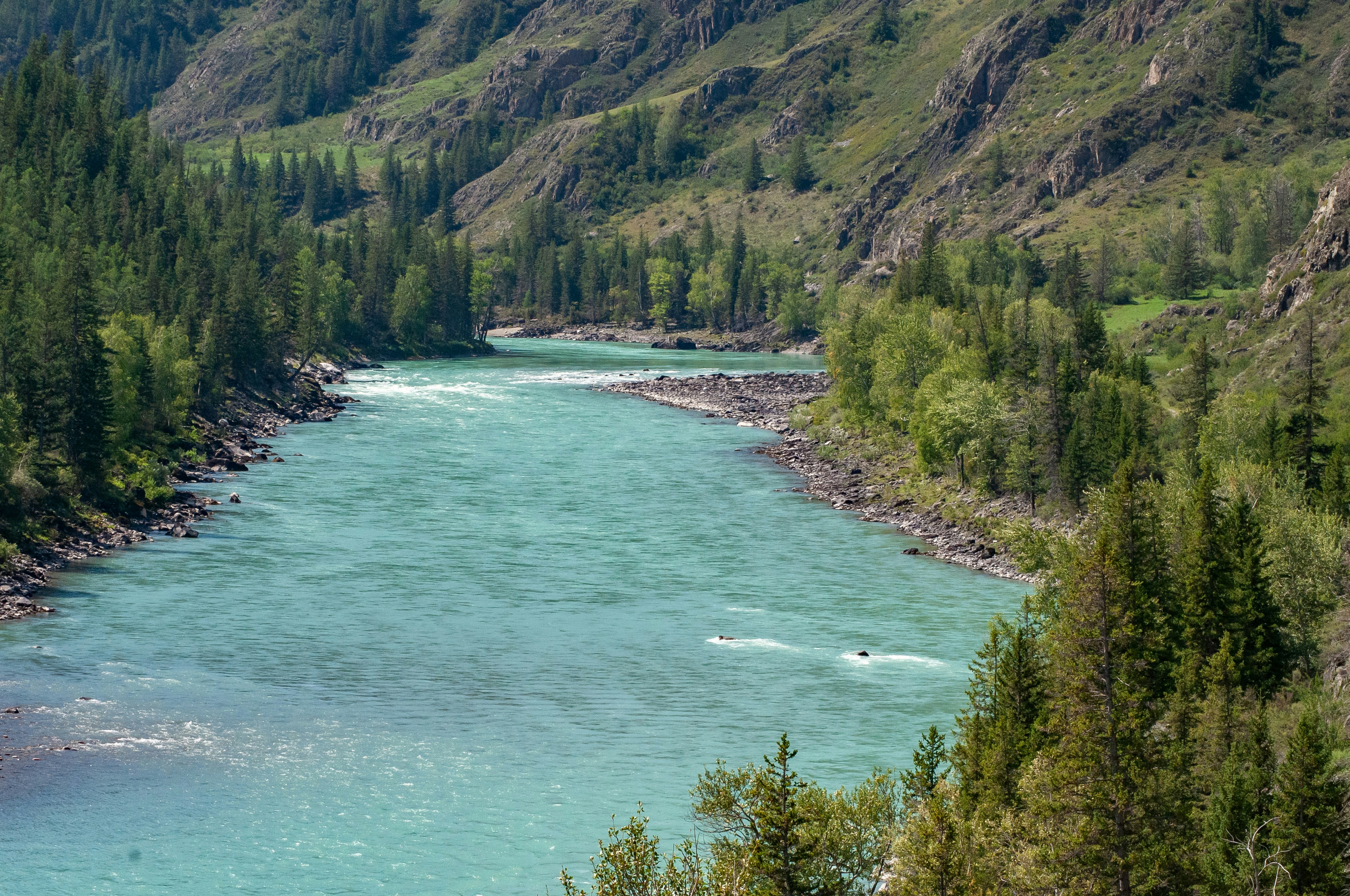 a river running through a forest