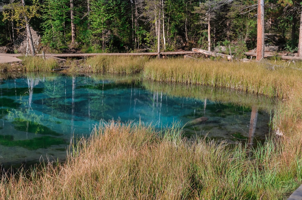 a pond with grass and trees around it