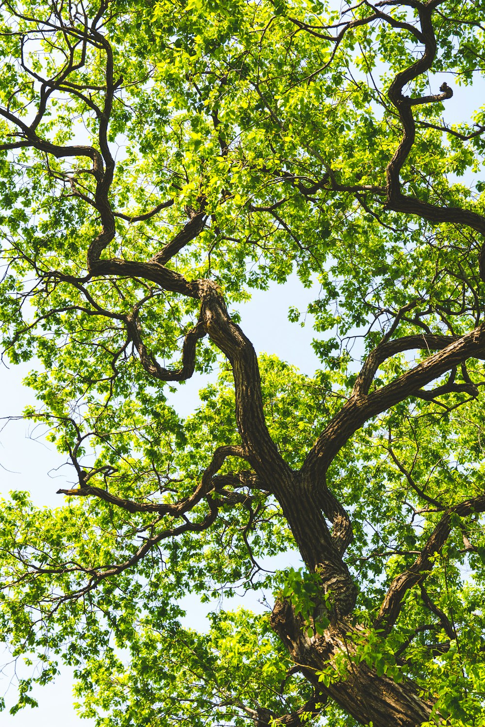 a tree with many branches