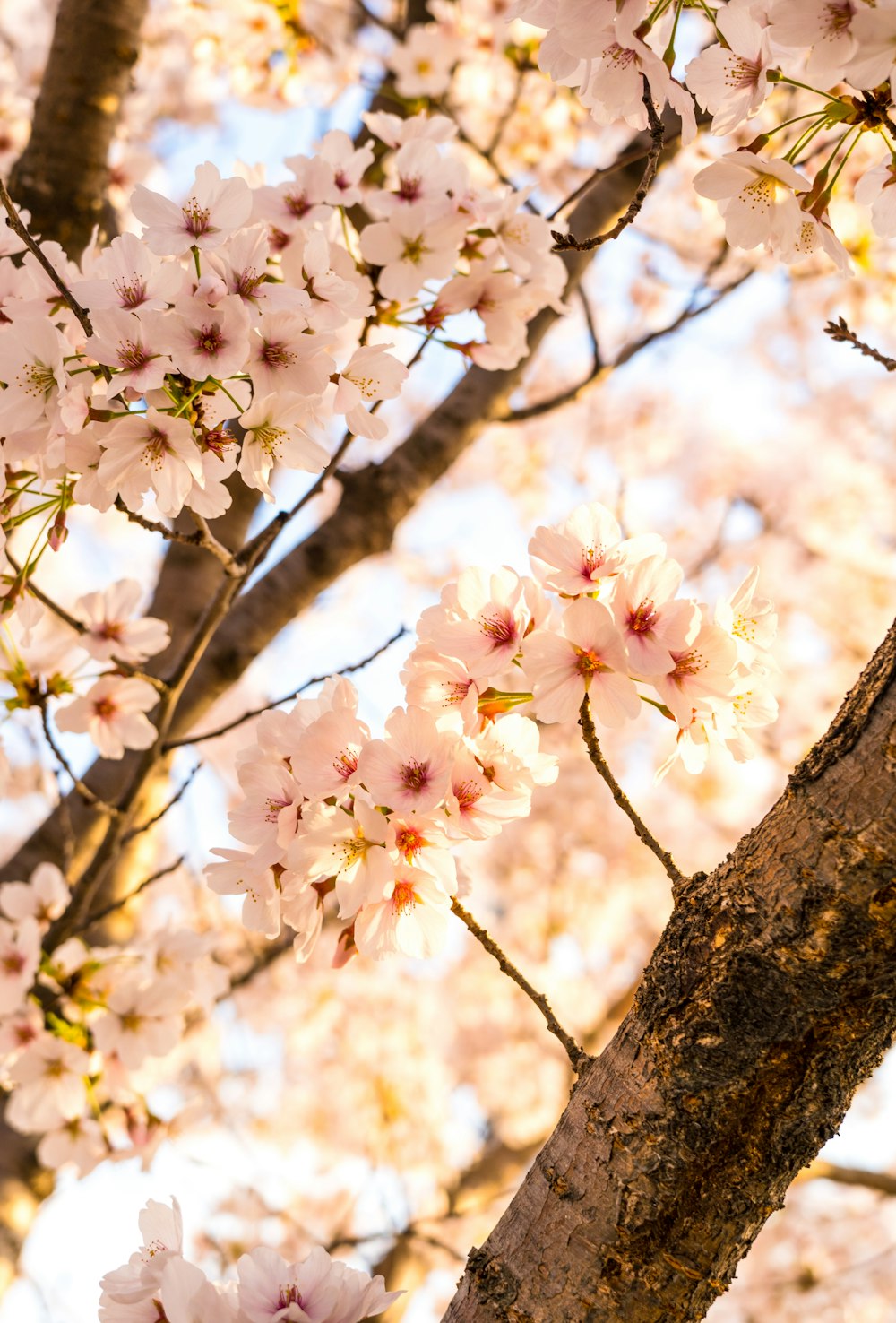 a tree with pink flowers