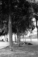 A serene outdoor scene with a person holding a tablet, searching for ideas in a park.