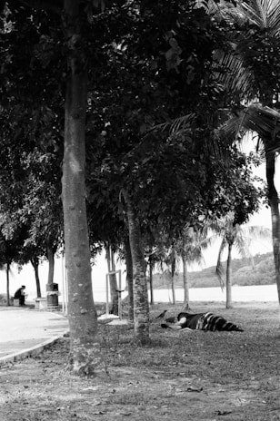 A peaceful park scene where someone studies French on a tablet under the shade of a tree.