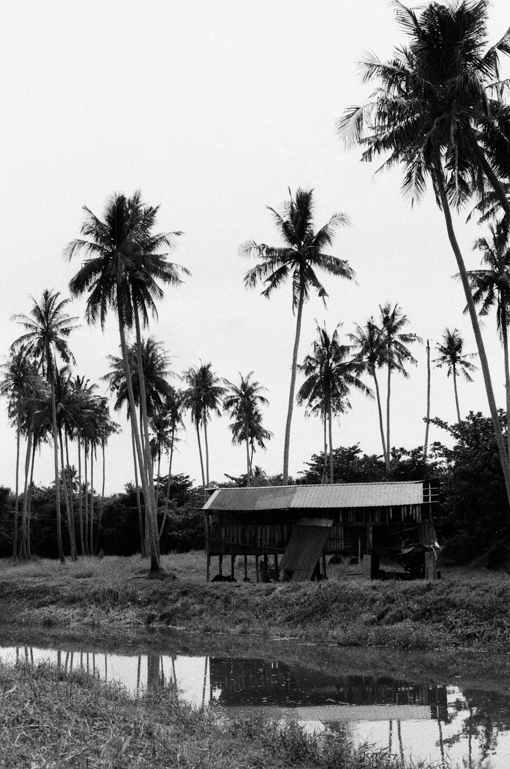 a small shack surrounded by palm trees