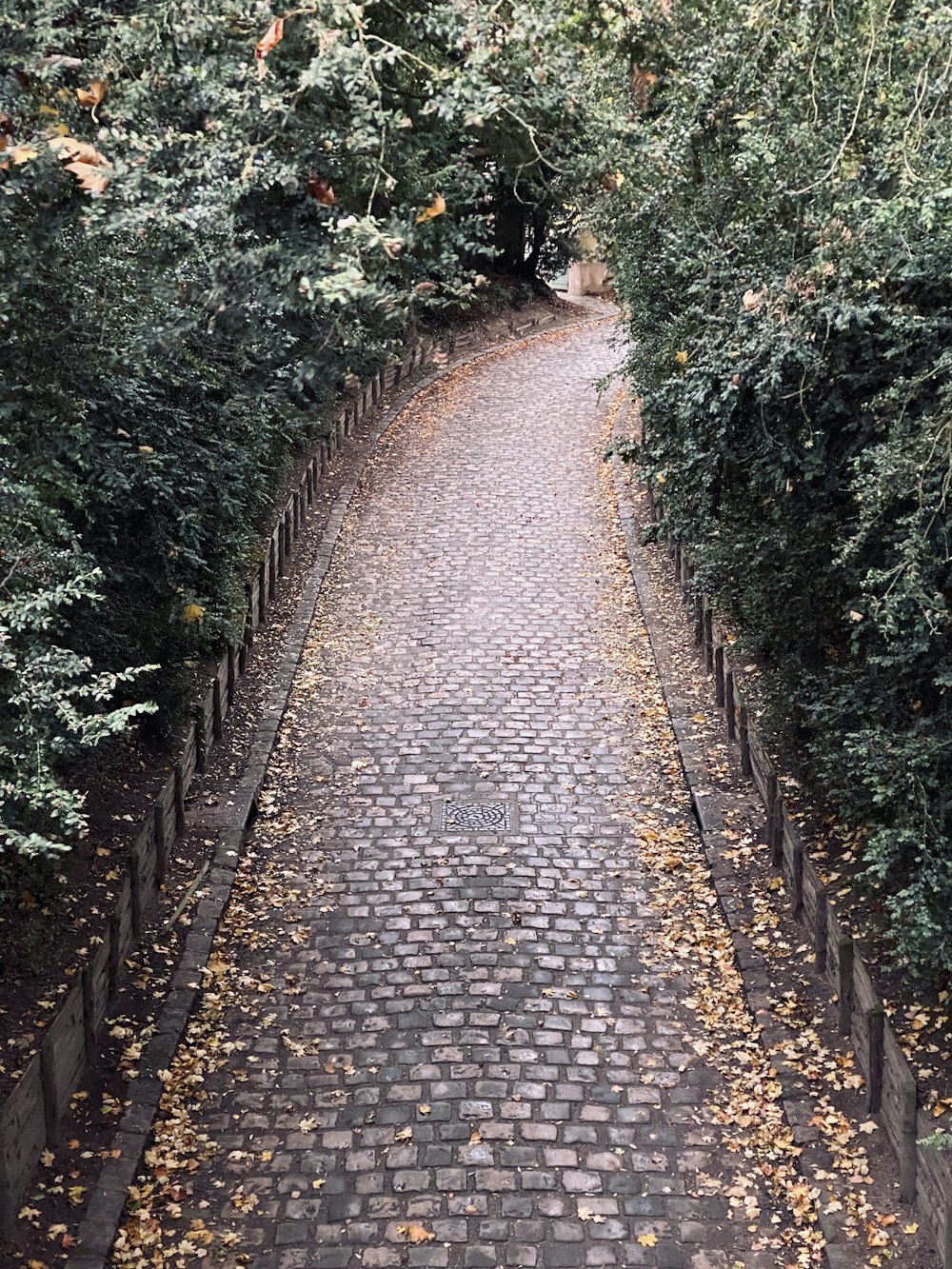 a brick path with plants on either side of it