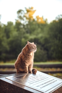 A brown cat sits solemnly on a monument plaque in an outdoor setting. The background features lush, blurred greenery and hints of golden foliage, suggesting a natural, serene environment. The cat gazes intently to the side, giving a sense of contemplation.