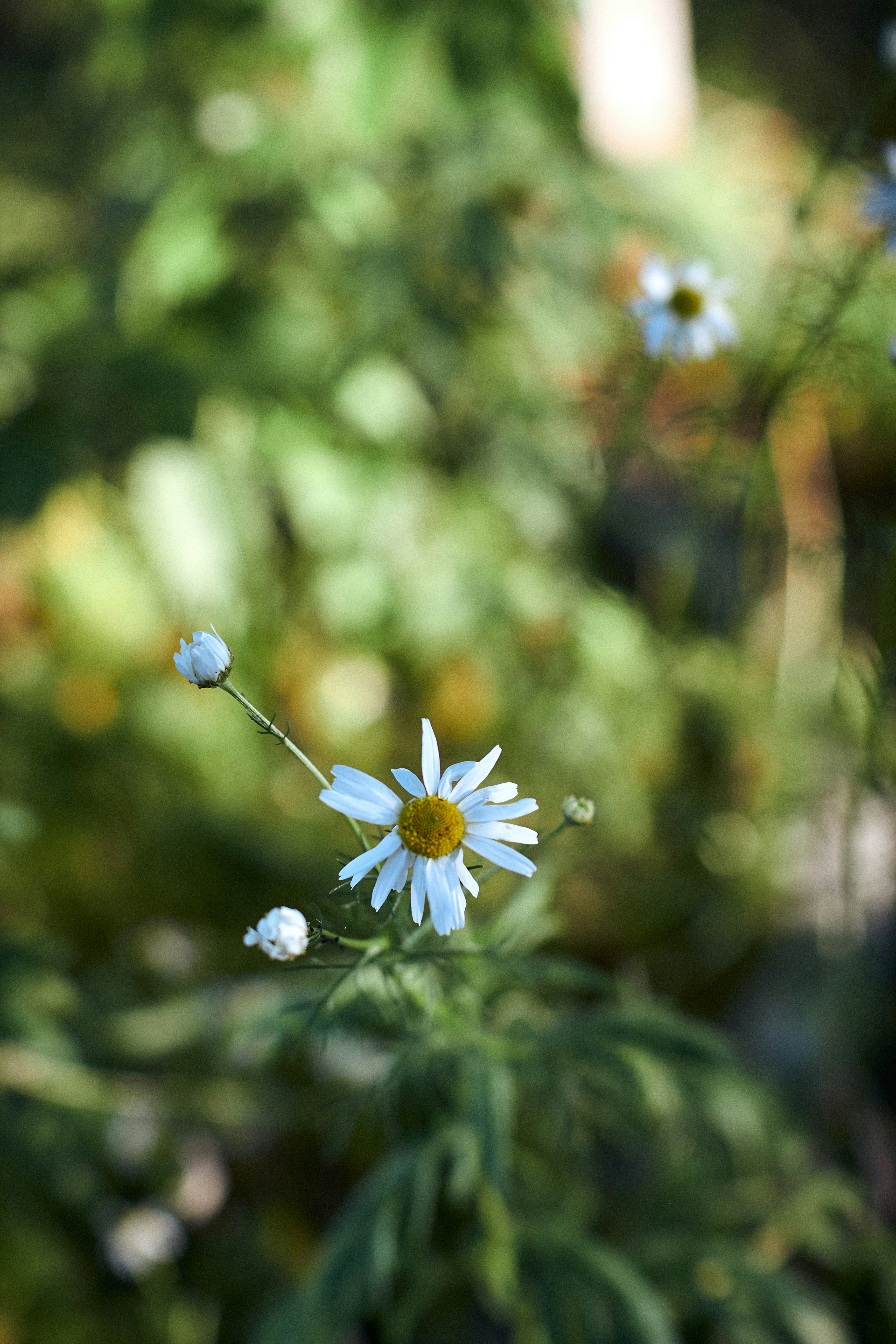 Photo by barsuklis