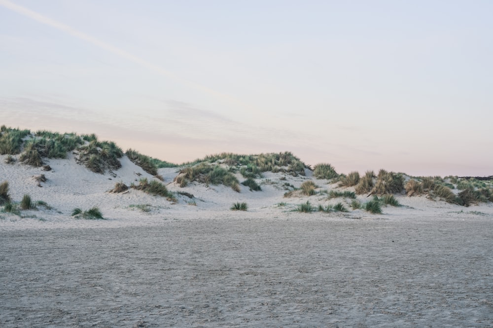 a body of water with sand and plants on the side