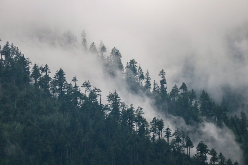 a forest of trees