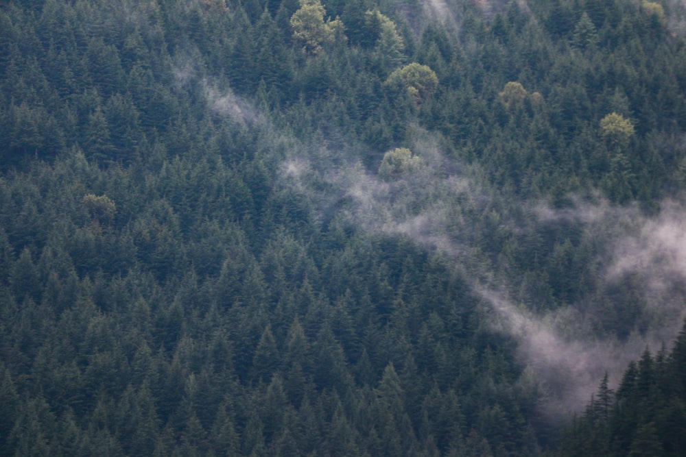 a forest of trees