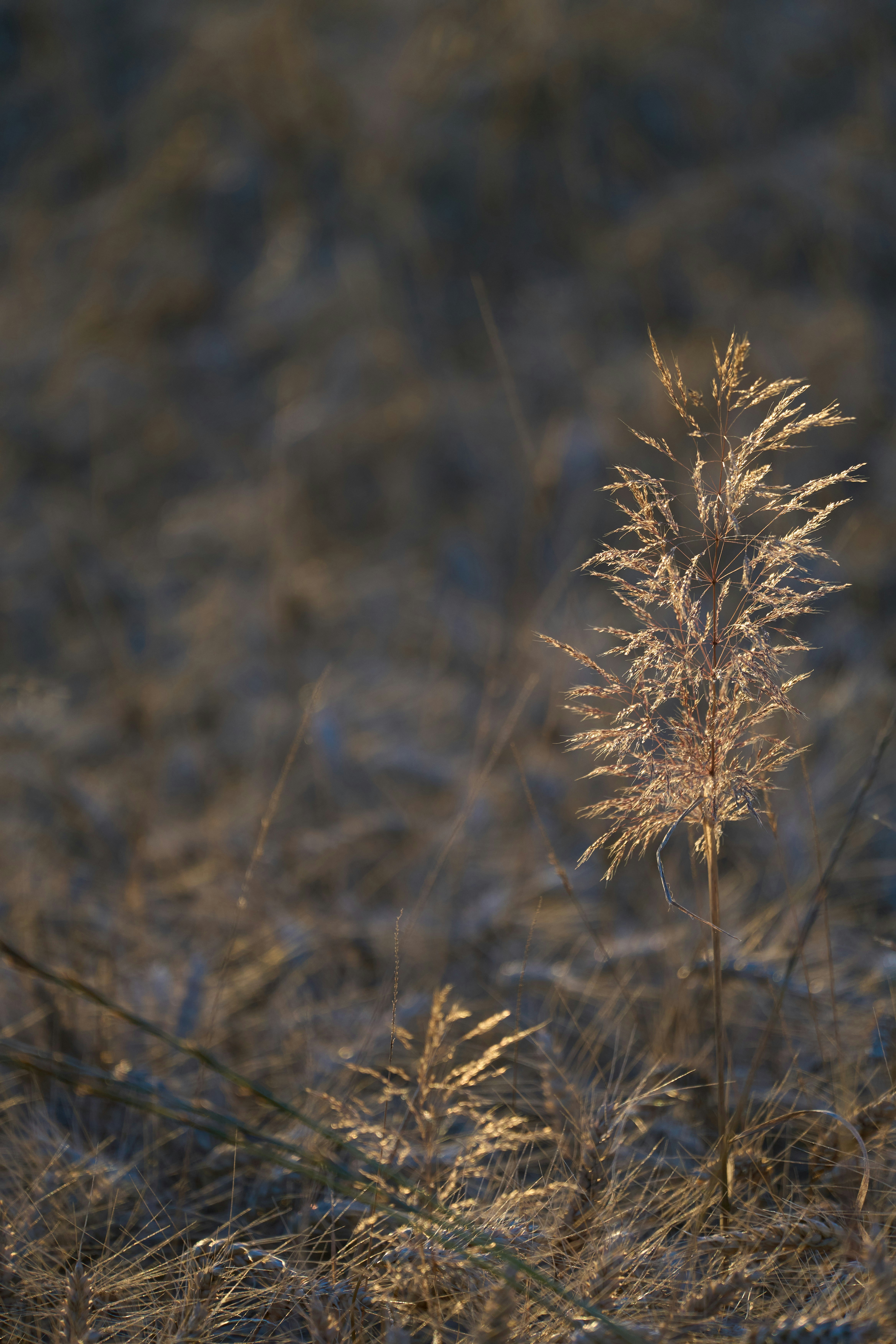 Photo by wolfgang_hasselmann