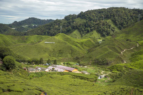 Singapore to Cameron Highlands
