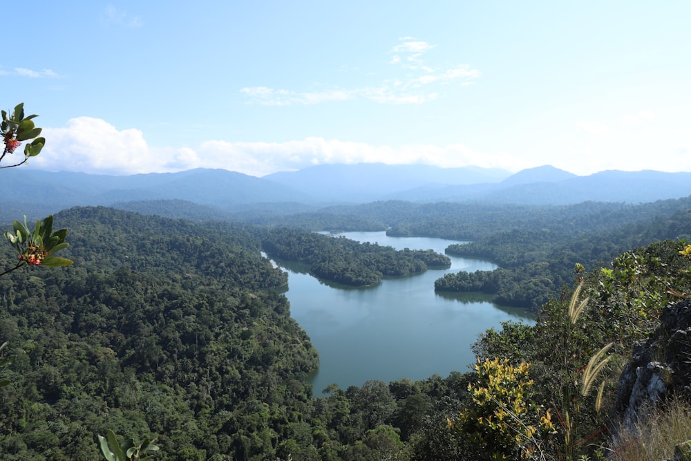 a lake surrounded by trees