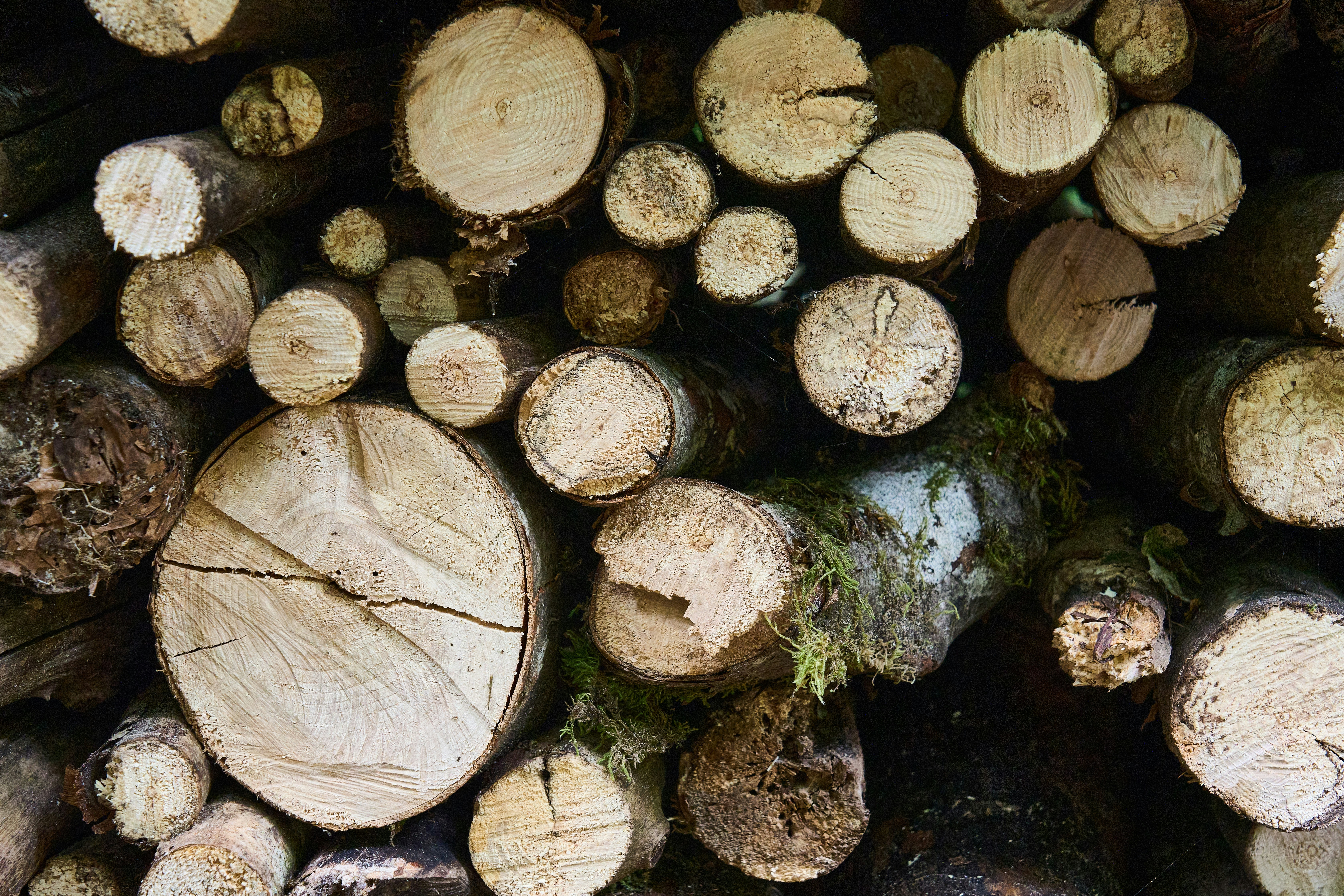 Photo by wolfgang_hasselmann