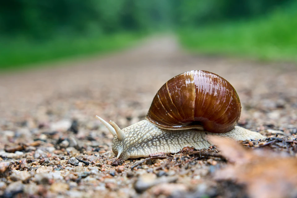 The image shows a brown snail making its way across a gravel path. The snail is moving towards the right side of the frame, leaving behind a trail on the ground. The background features a blurred green landscape with trees and bushes, providing a natural setting for the snail's journey.