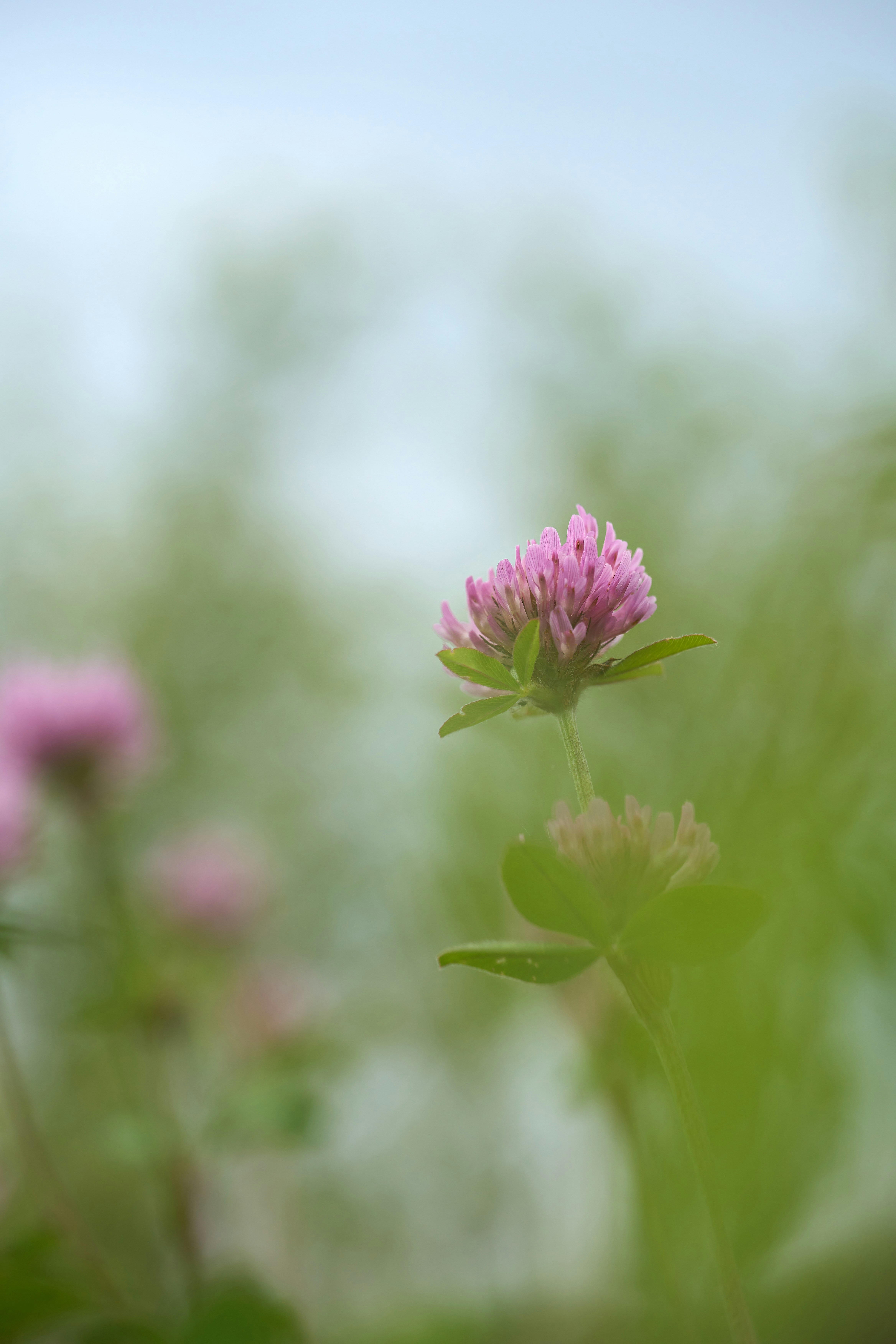 Photo by wolfgang_hasselmann