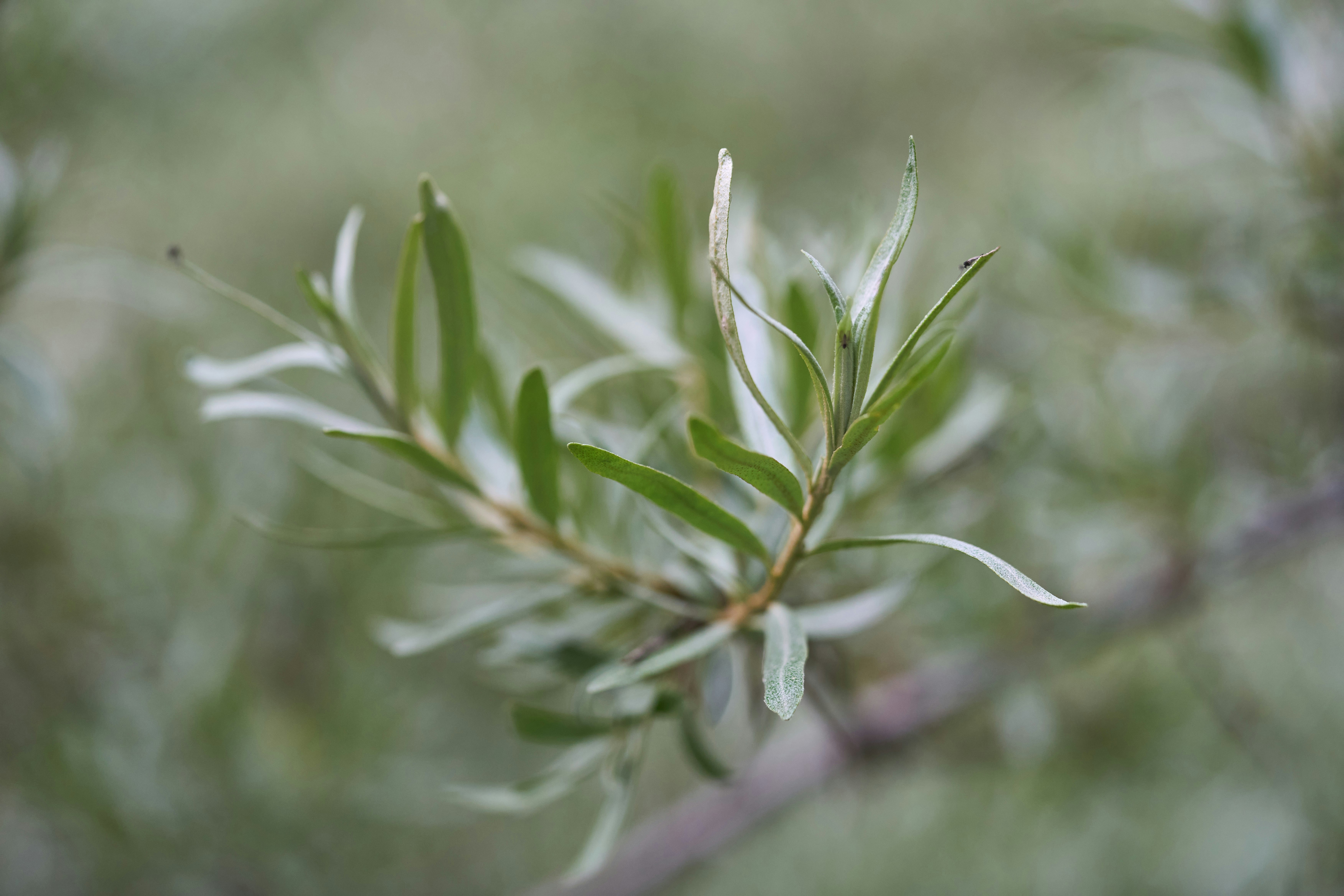 Photo by wolfgang_hasselmann