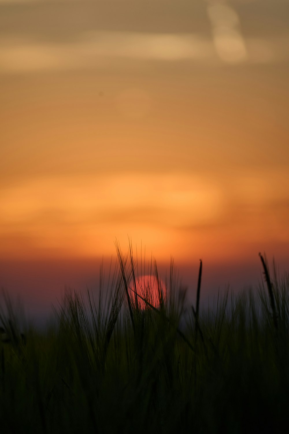 un champ d’herbe avec un coucher de soleil en arrière-plan