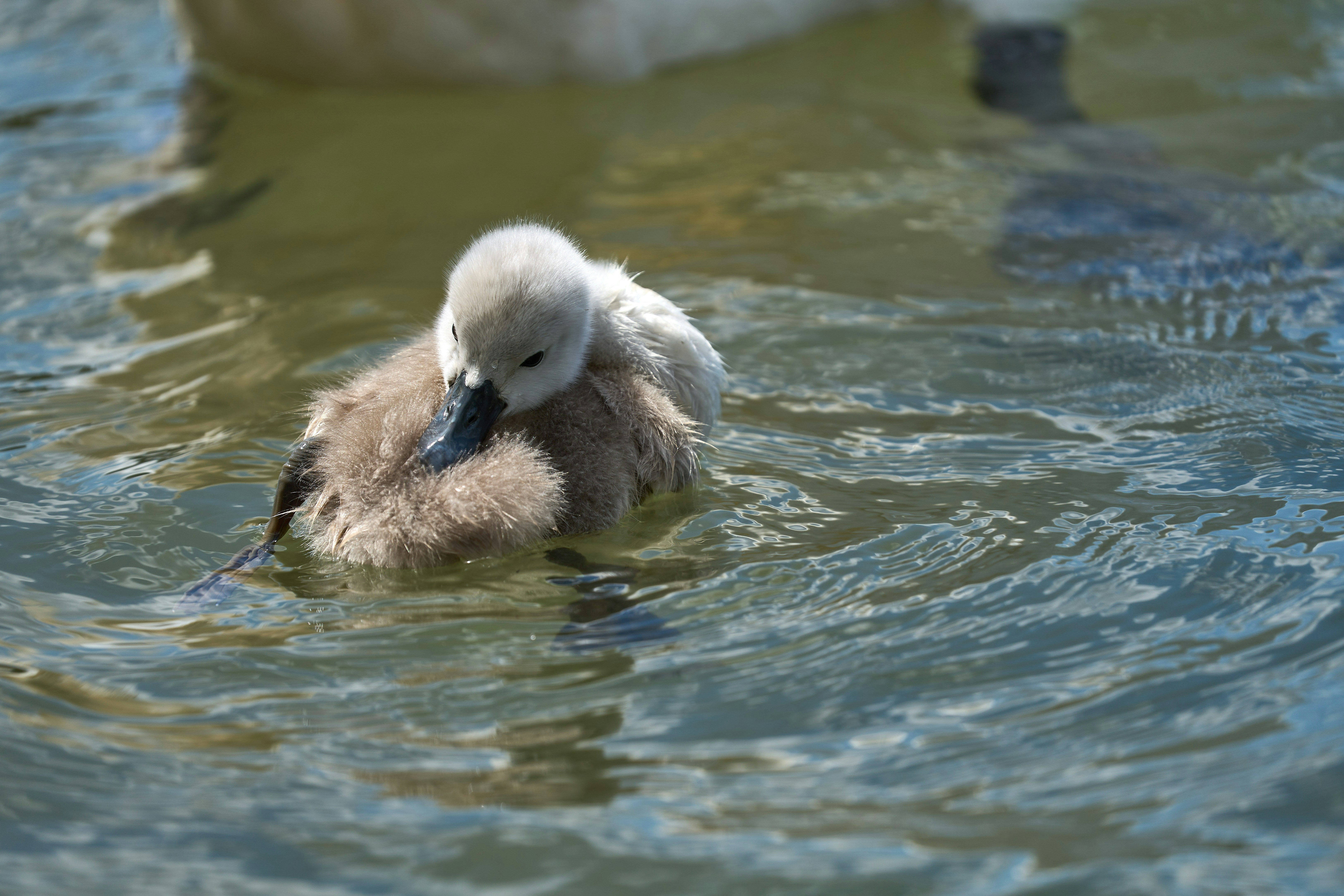 Photo by wolfgang_hasselmann