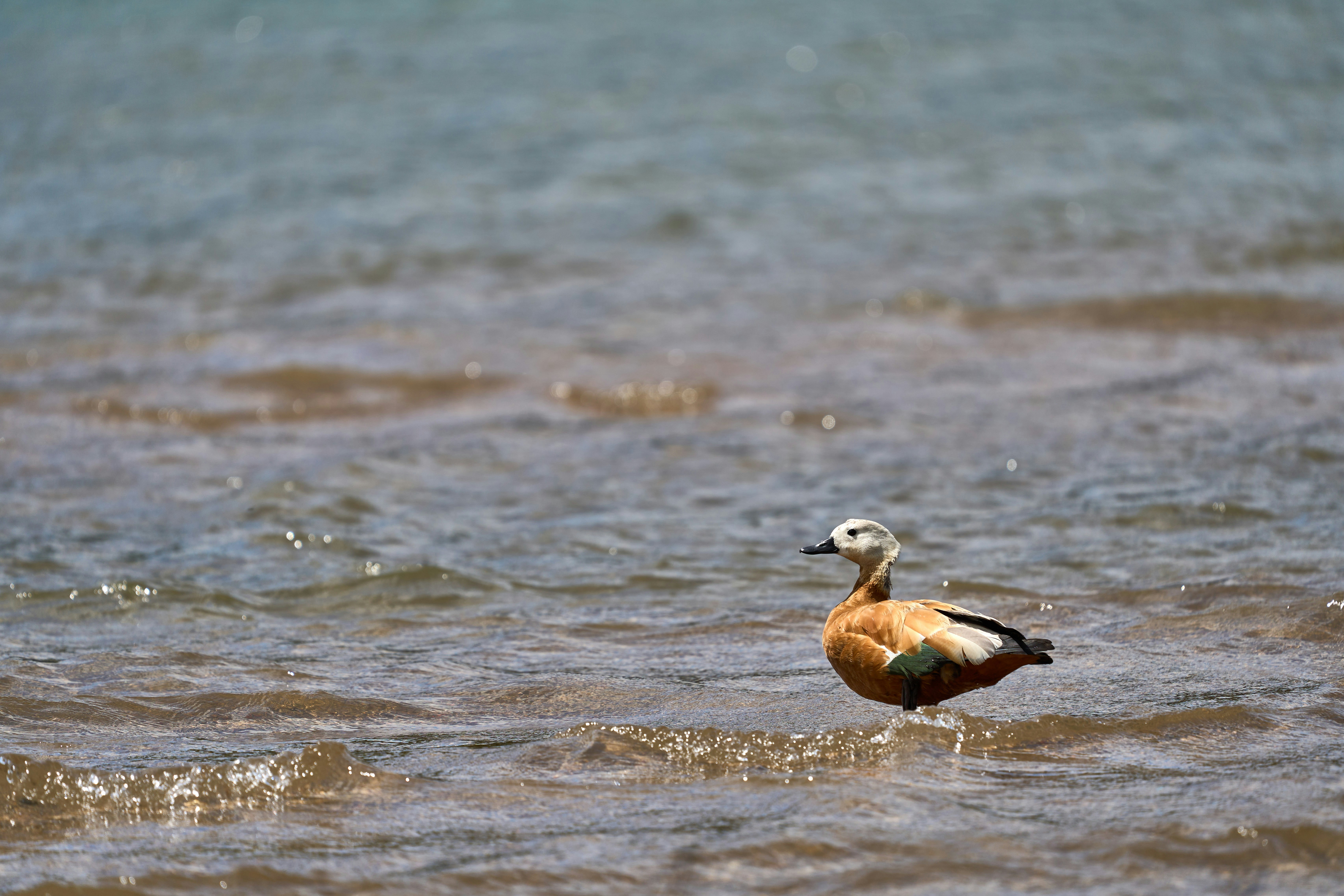 Photo by wolfgang_hasselmann