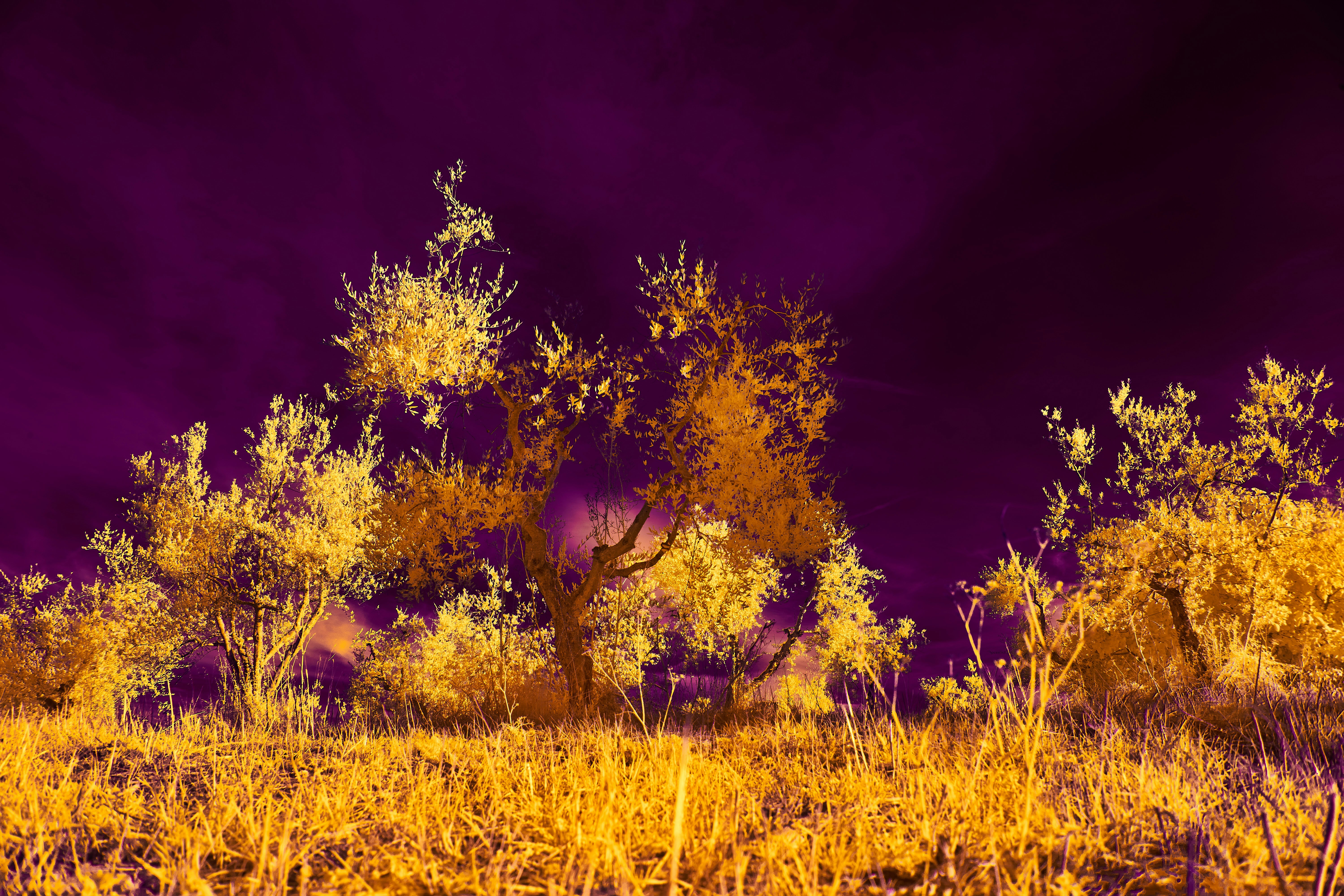 Photo by wolfgang_hasselmann