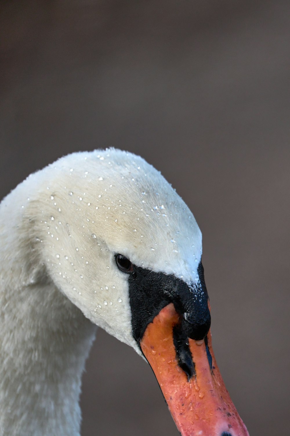 a white duck with a black beak