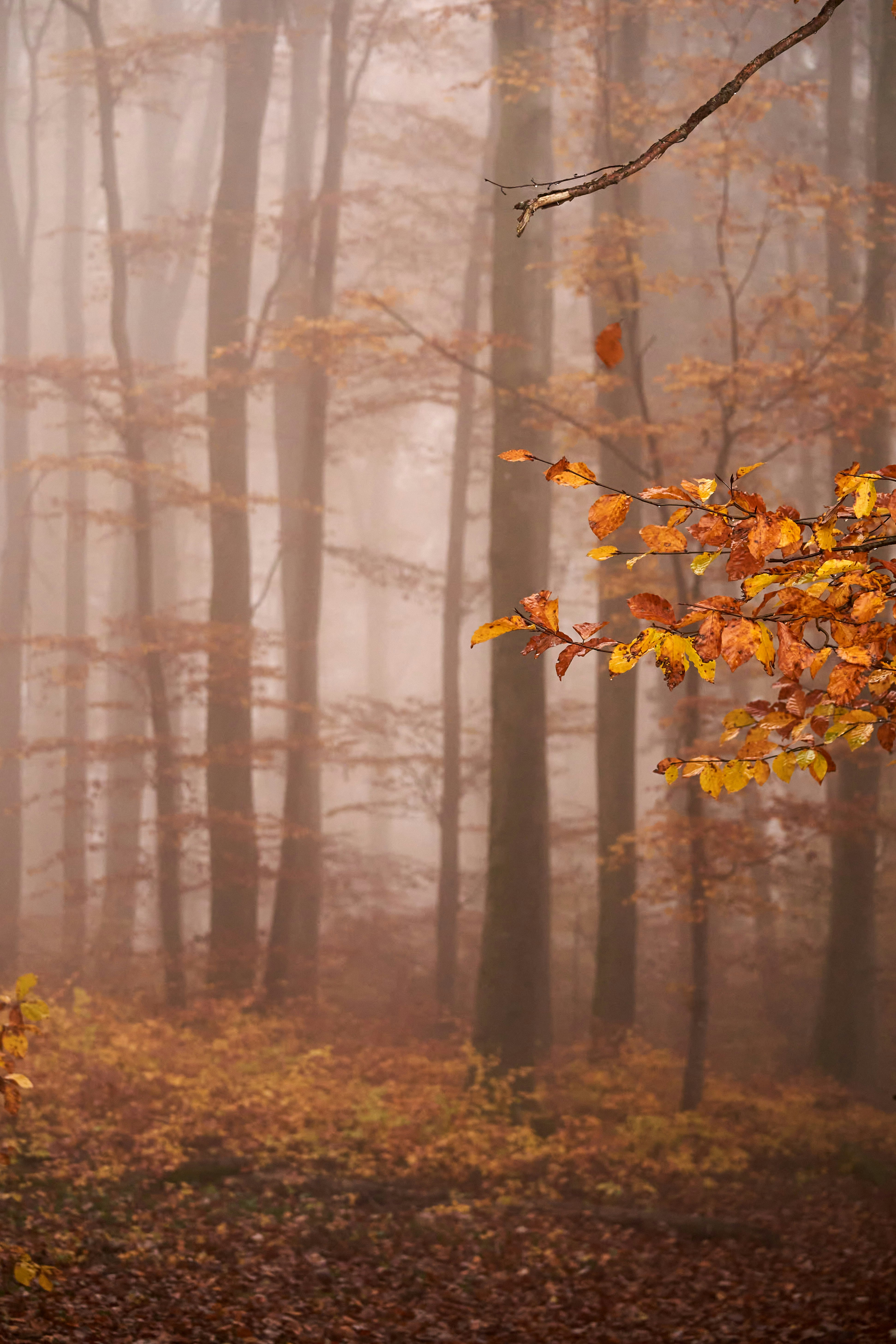 Photo by wolfgang_hasselmann