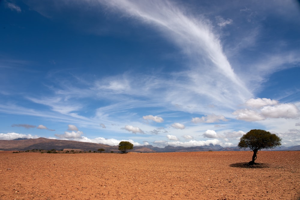 a couple trees in a desert