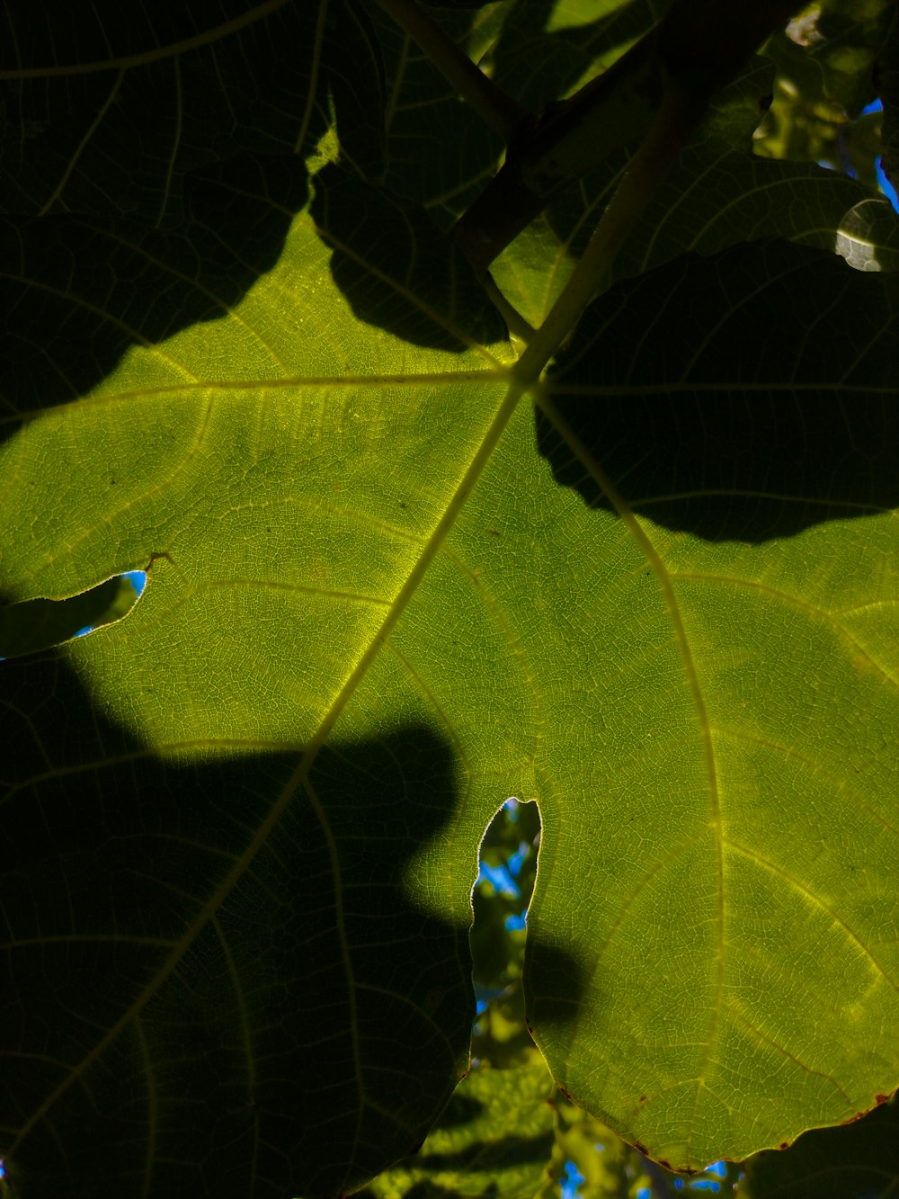 a green leaf with a blue bug on it