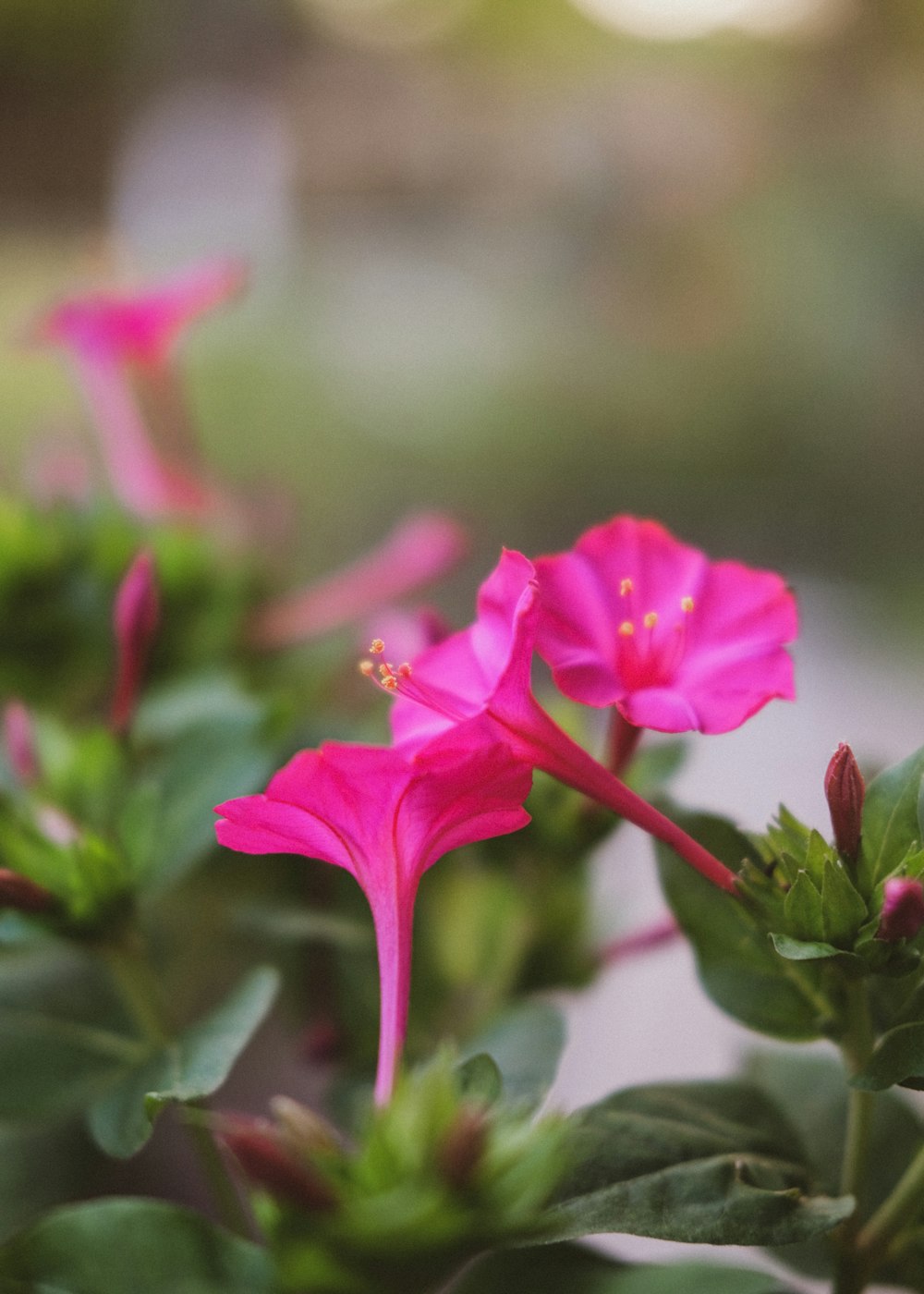 um close up de uma flor