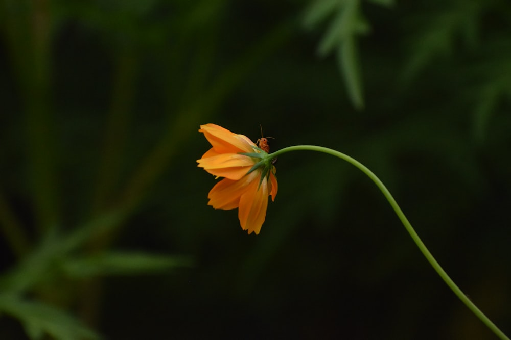 a bug on a flower