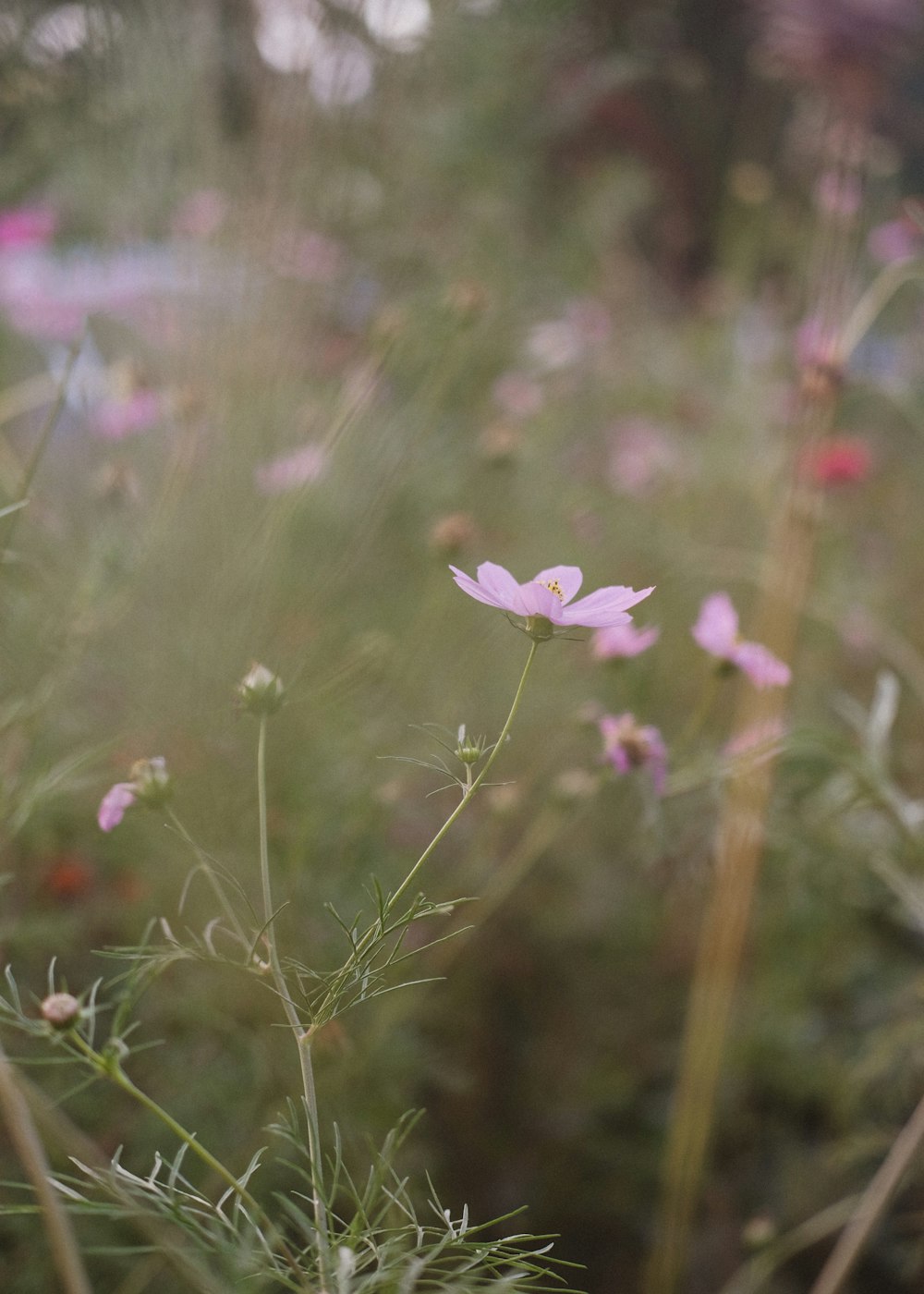 a close up of a flower