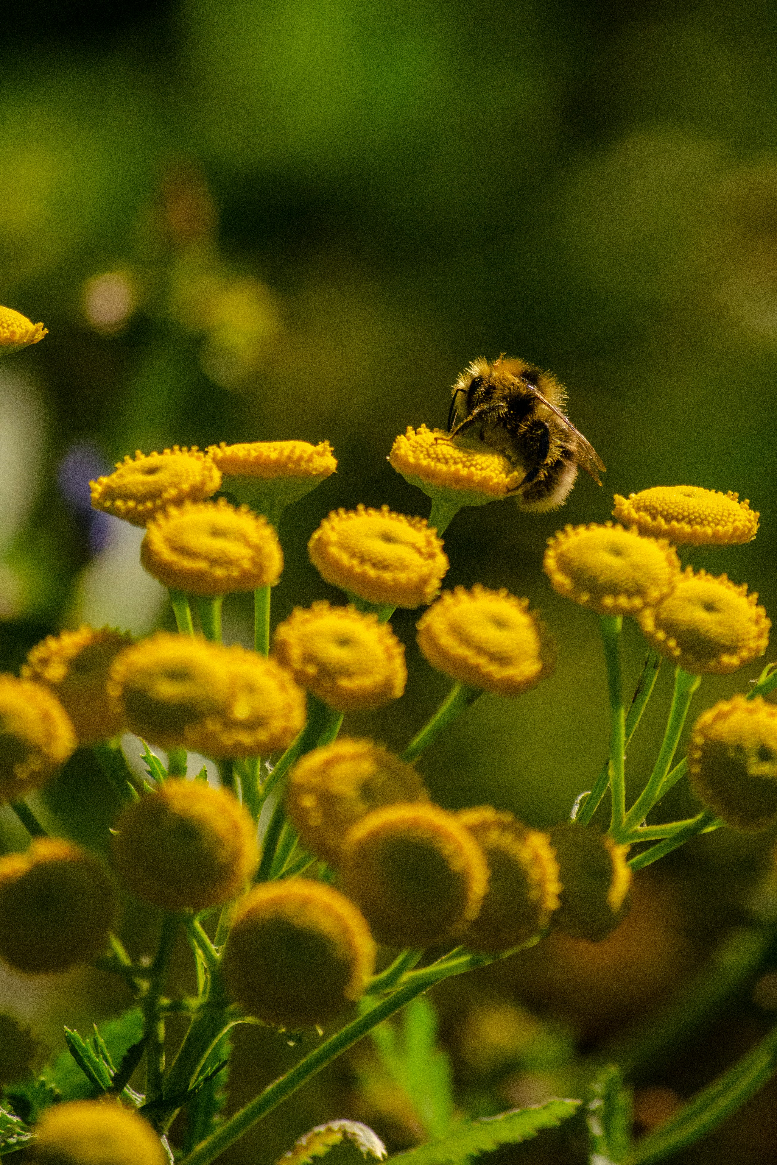 Photo by icevooortex