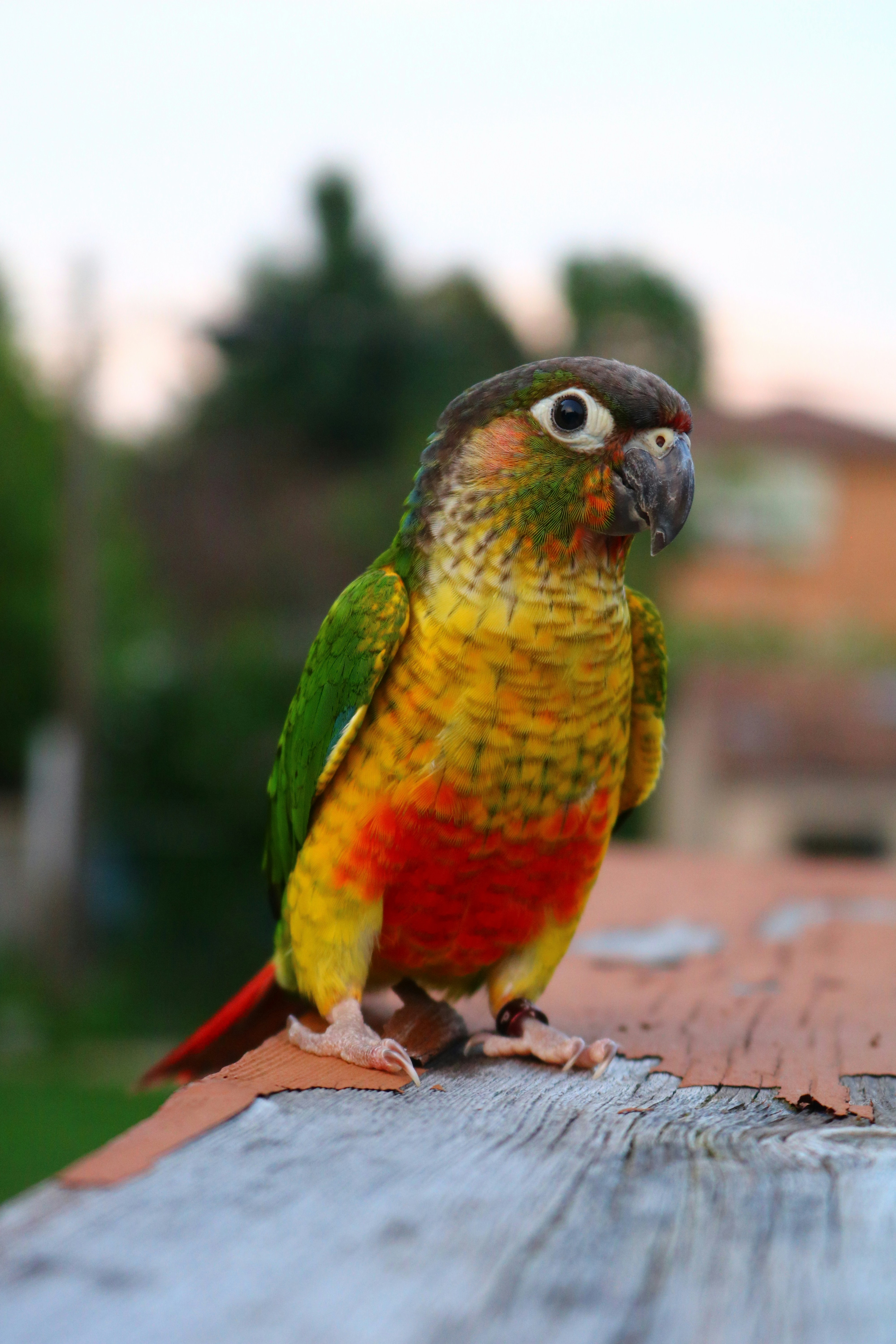 Parakeet with color mutation displaying altered cere color