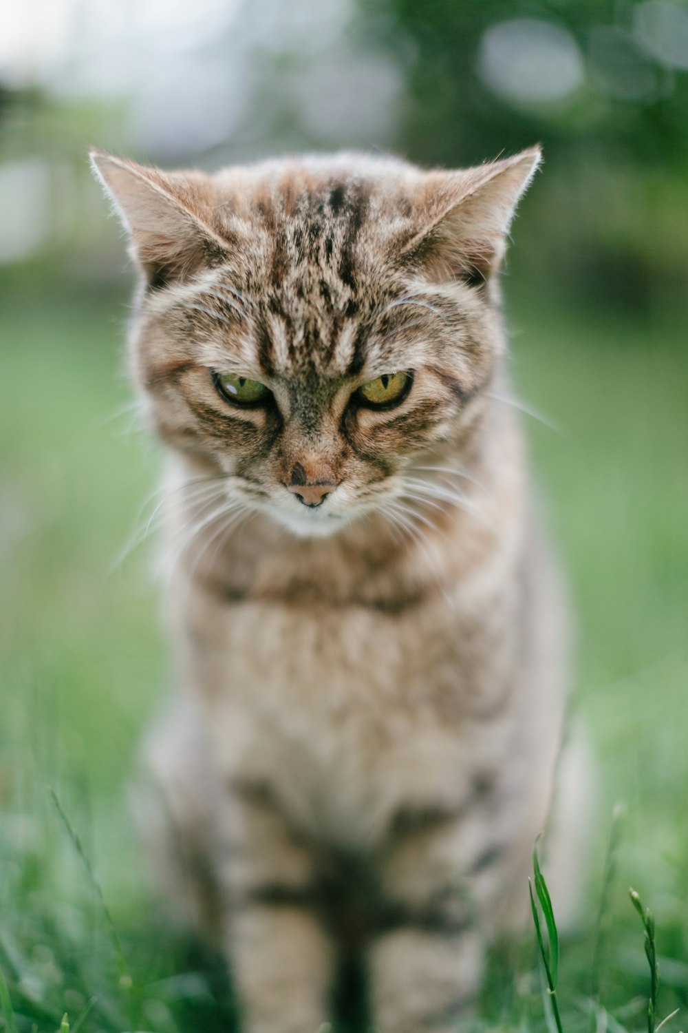 a cat standing in the grass