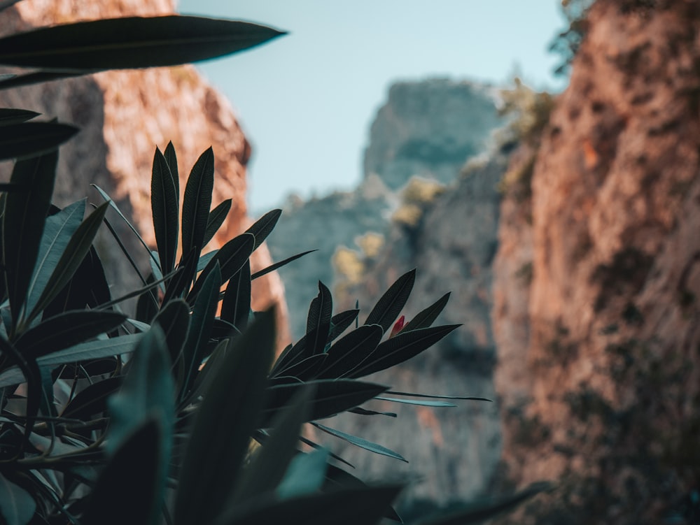 um close-up de uma planta