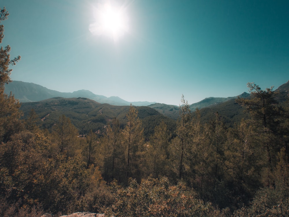 a tree with a mountain in the background