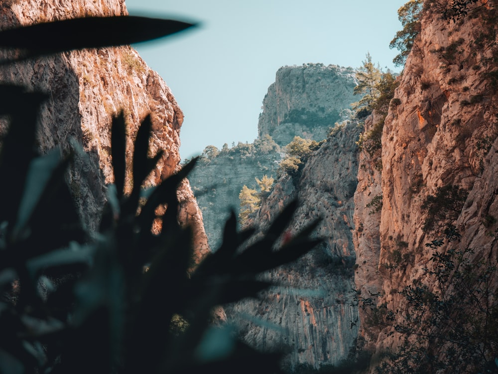 a tree with a mountain in the background