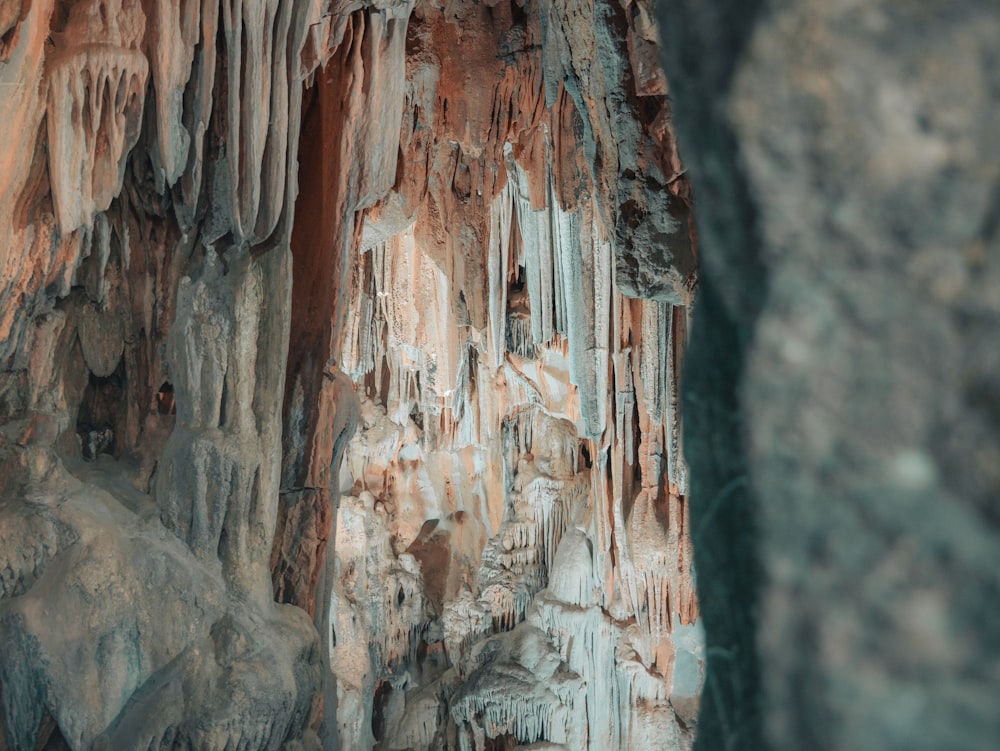 a close up of a tree