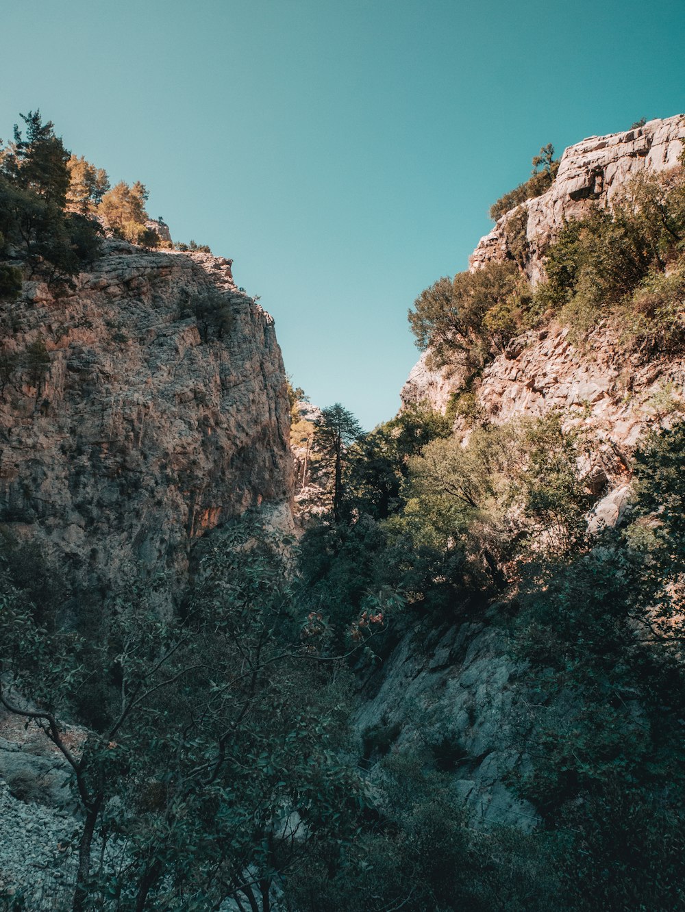 a rocky cliff with trees on it