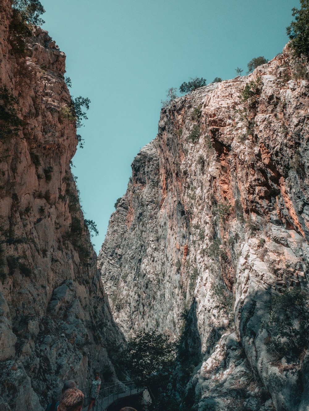 a tree with a mountain in the background