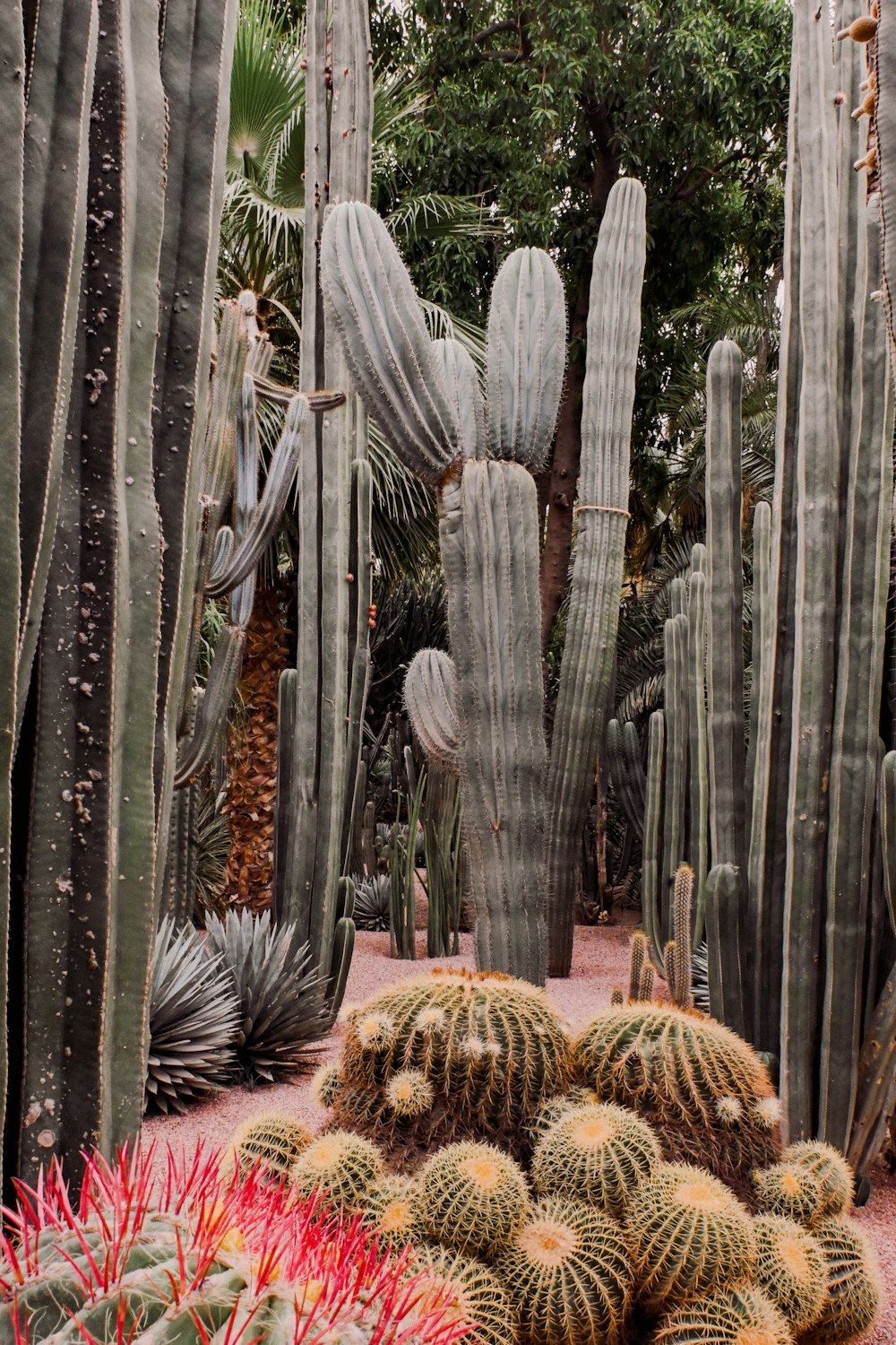 a group of cactus