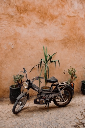 A classic moped with the brand name 'Swing' is parked against a textured, warm-toned wall. Around the moped are three potted plants, including a tall leafy plant positioned in front of the wall.