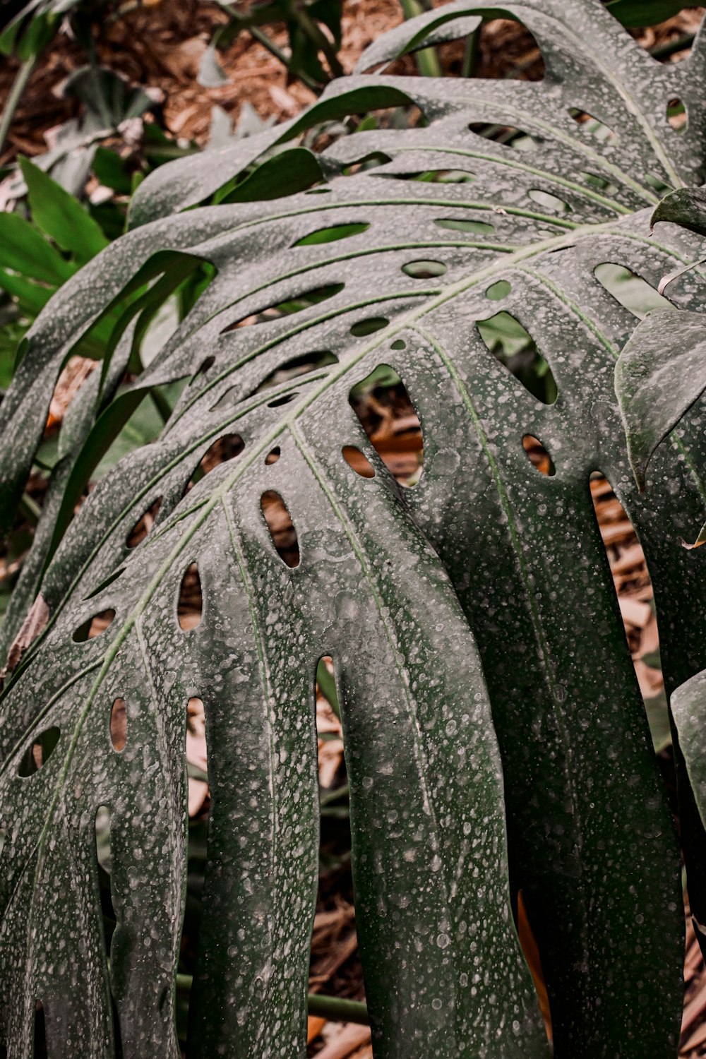 a close up of a leaf