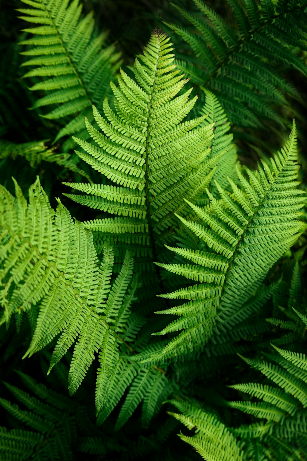 a close up of a plant