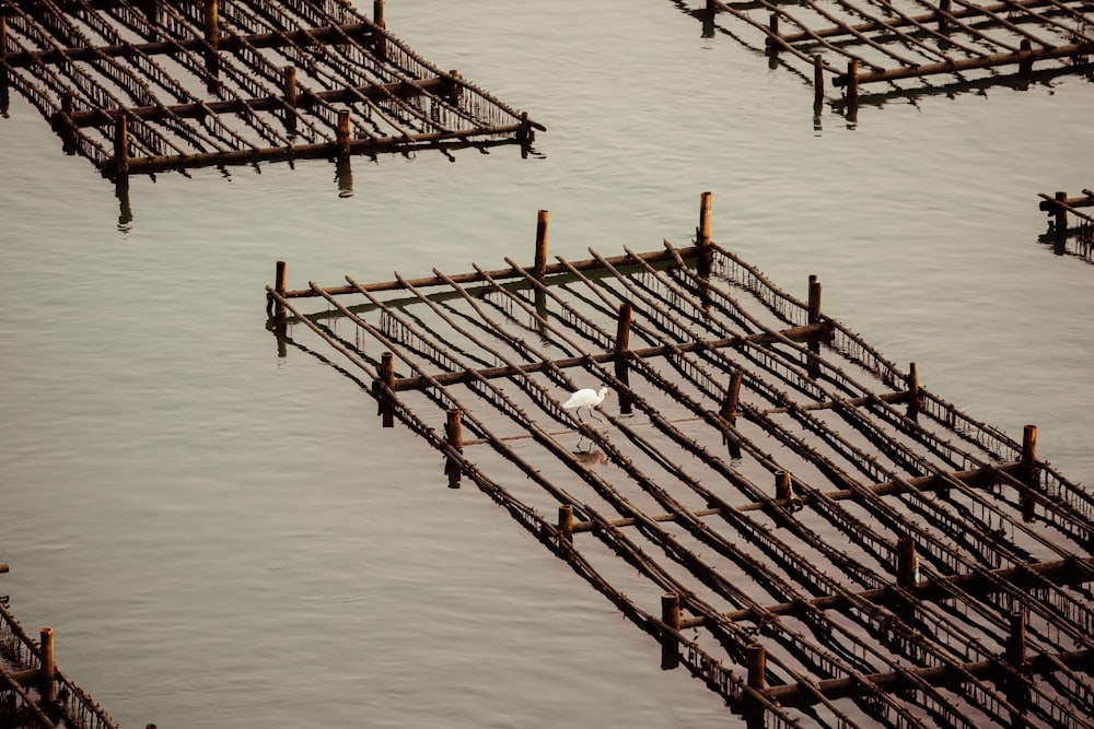 a bird on a dock