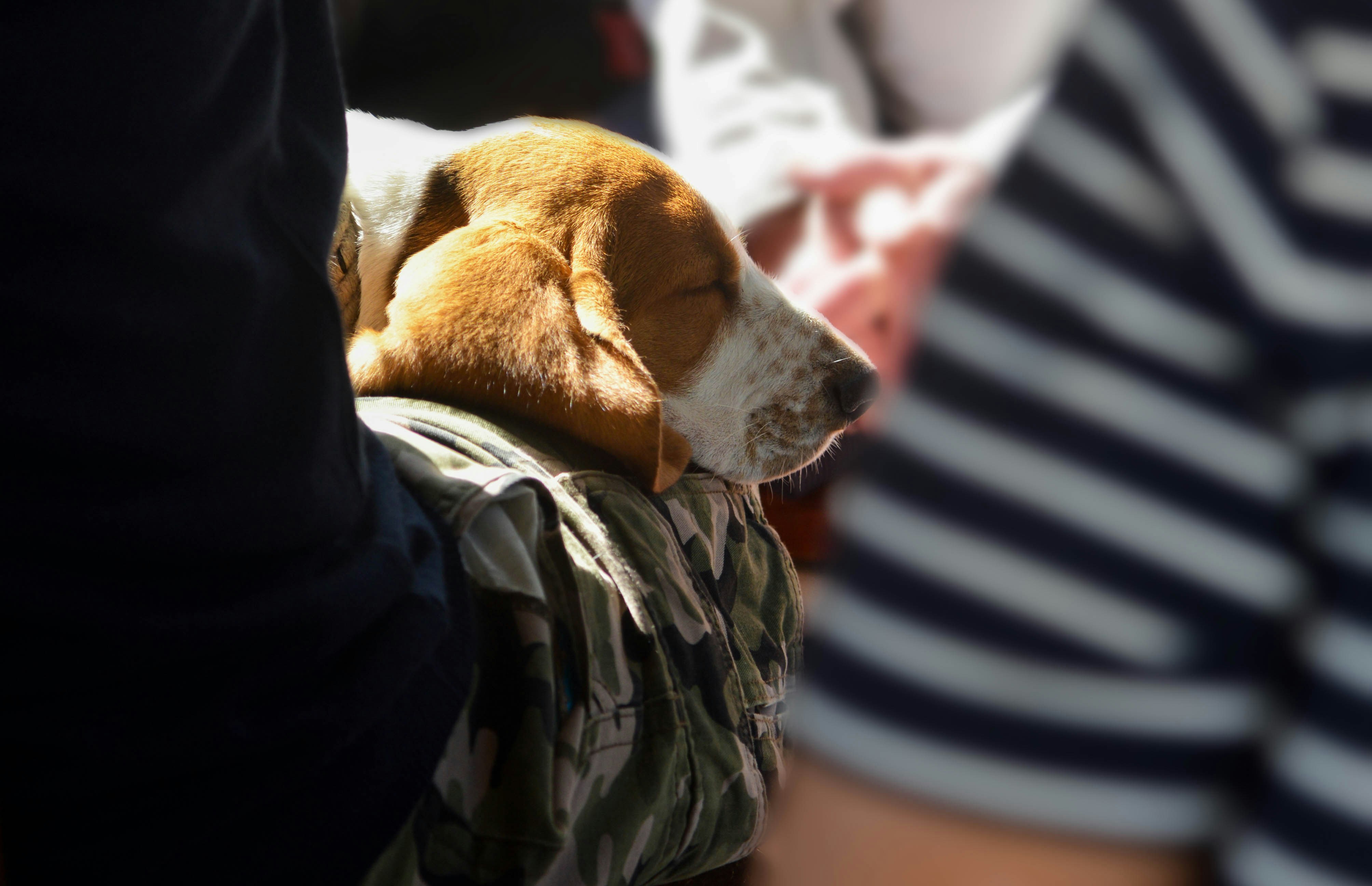 a dog sleeping on a person's lap